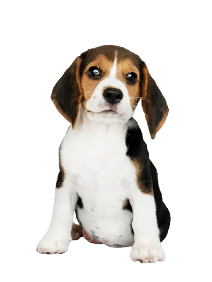 Cachorro ilustrando o módulo Pet Shop